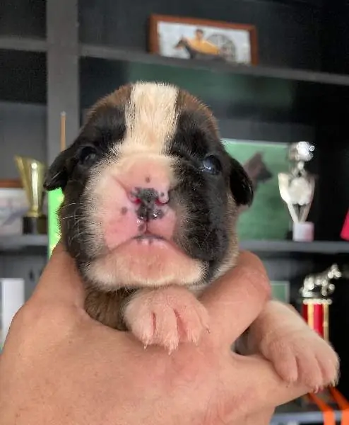 Boxer puppies for sale in Cleveland OH | Boxer puppy for sale near me