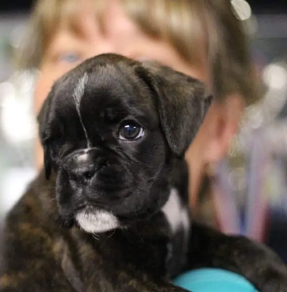 Boxer puppies for sale College Station, Texas