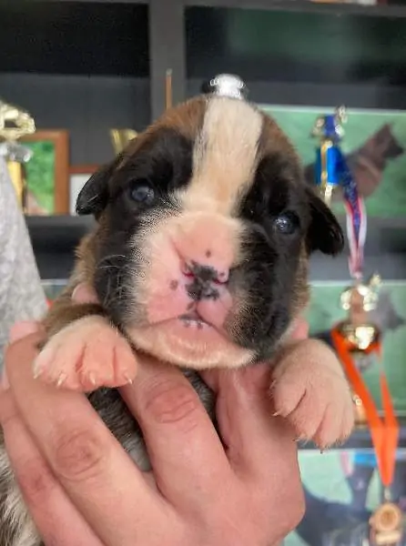 Boxer puppies for sale in Columbus GA | Boxer puppy for sale near me