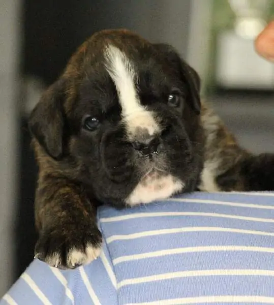 Boxer puppies for sale in Concord NH | Boxer puppy for sale near me
