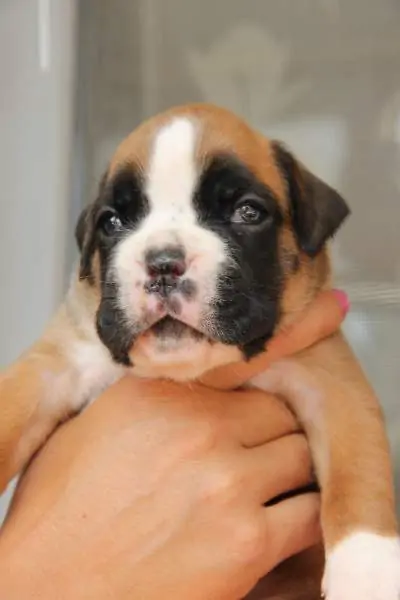 Boxer puppies for sale Council Bluffs, Iowa