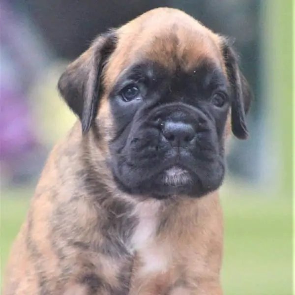 Boxer puppies for sale in Dayton OH | Boxer puppy for sale near me