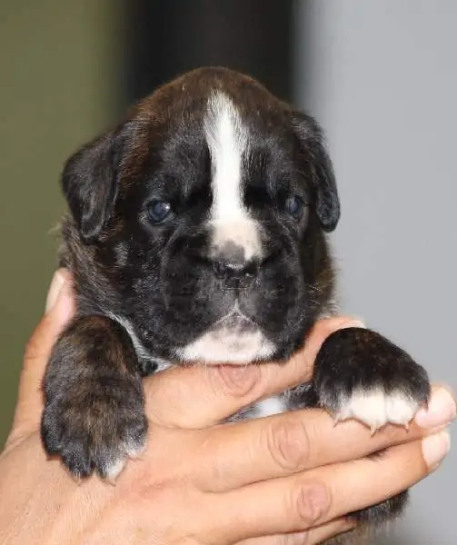 Boxer puppies for sale Dayton, Ohio
