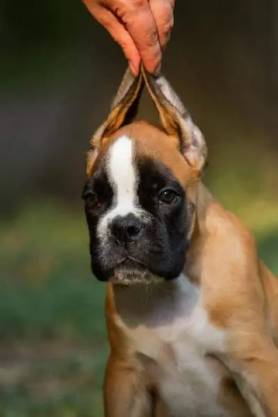 Boxer puppies for sale Elizabeth, New Jersey