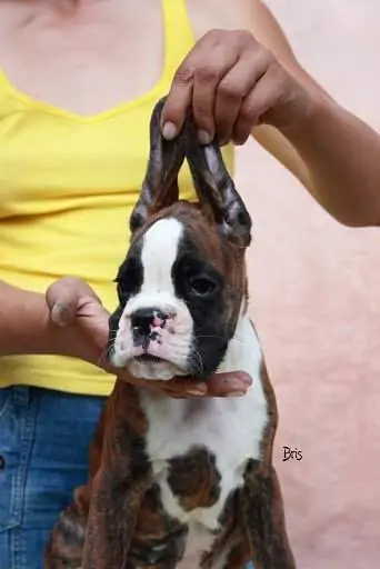 Boxer puppies for sale Evansville, Indiana