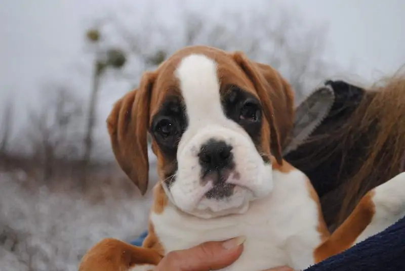 Boxer puppies for sale in Fayetteville AR | Boxer puppy near me