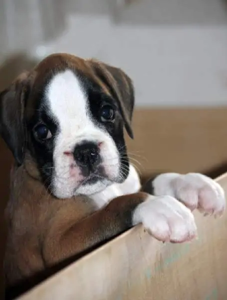 Boxer puppies for sale in Fayetteville NC | Boxer puppy near me