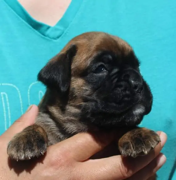 Boxer puppies for sale in Florence AL | Boxer puppy for sale near me