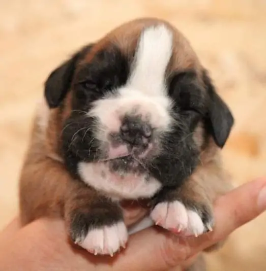 Boxer puppies for sale Fort Wayne, Indiana