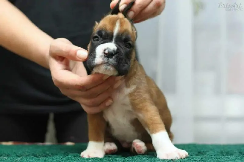 Boxer puppies for sale Fresno, California