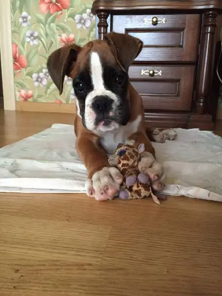 Boxer puppies for sale in Gary IN | Boxer puppy for sale near me