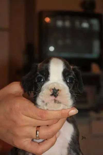 Boxer puppies for sale Georgetown Delaware. Boxer puppy for sale near me. White boxer puppies for sale. Boxer puppy for sale DE