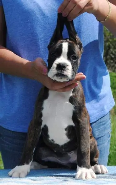 Boxer puppies for sale in Gillette WY | Boxer puppy for sale near me