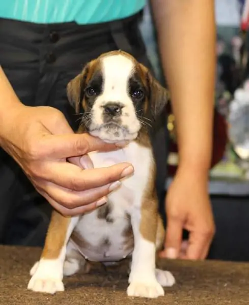 Boxer puppies for sale Gulfport, Mississippi