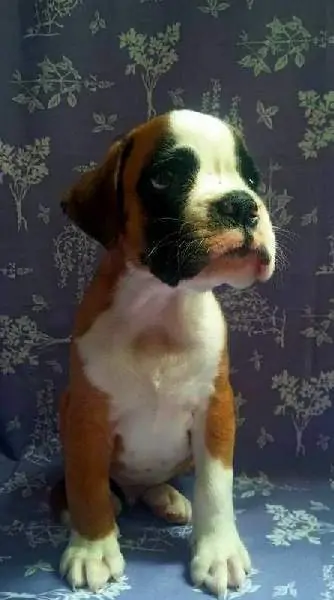 Boxer puppies for sale in Harrisburg PA | Boxer puppy for sale near me