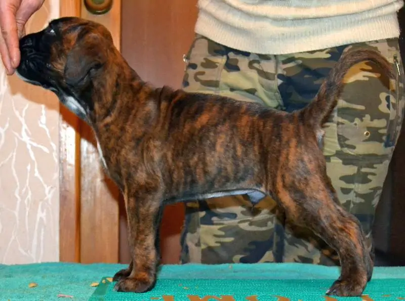 Boxer puppies for sale in Harrisonburg VA | Boxer puppy near me