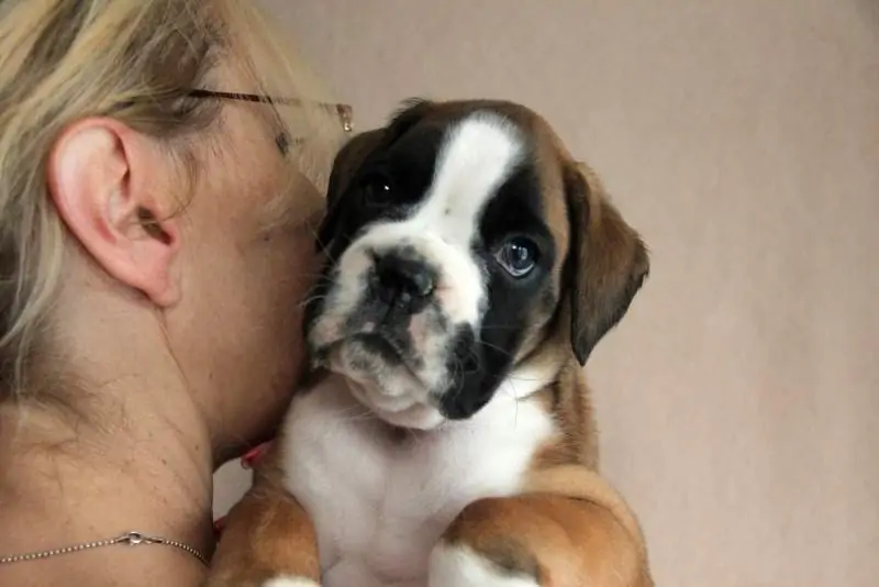 Boxer puppies for sale in Hattiesburg MS | Boxer puppy near me