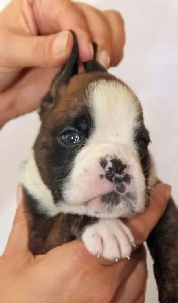 Boxer puppies for sale in Hickory NC | Boxer puppy for sale near me