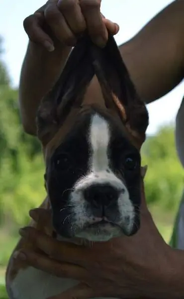 Boxer puppies for sale in Huntington WV | Boxer puppy for sale near me