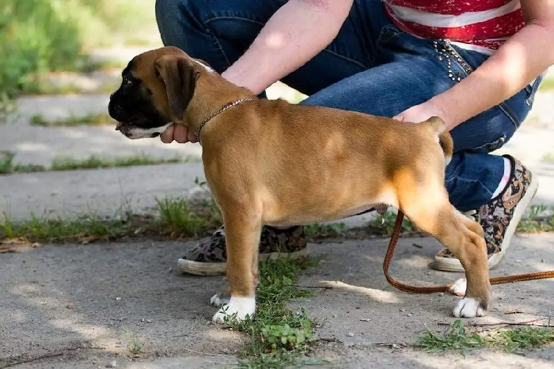 Boxer puppies for sale in Inland Empire CA | Boxer puppy near me