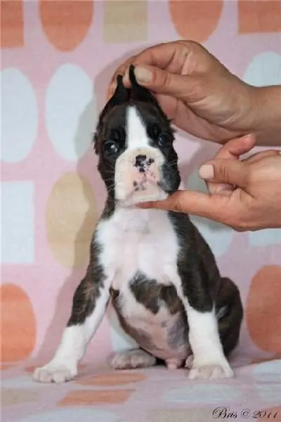 Boxer puppies for sale in Jacksonville FL | Boxer puppy near me