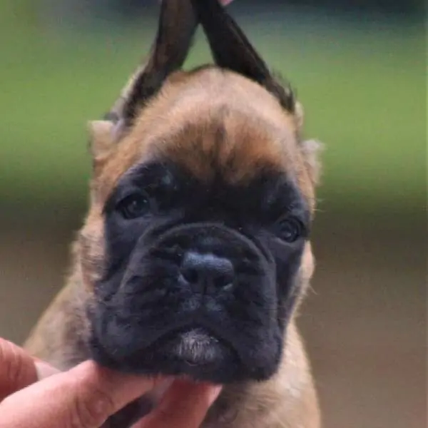 Boxer puppies for sale Janesville, Wisconsin