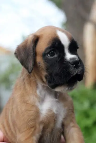 Boxer puppies for sale in Jersey City NJ | Boxer puppy near me
