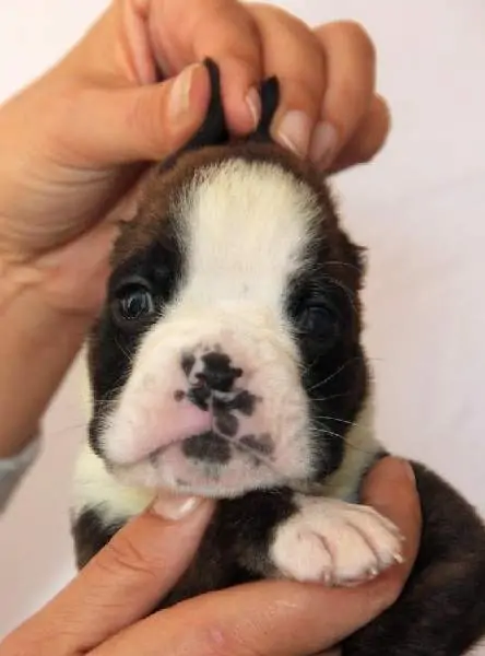 Boxer puppies for sale in Johnstown PA | Boxer puppy for sale near me