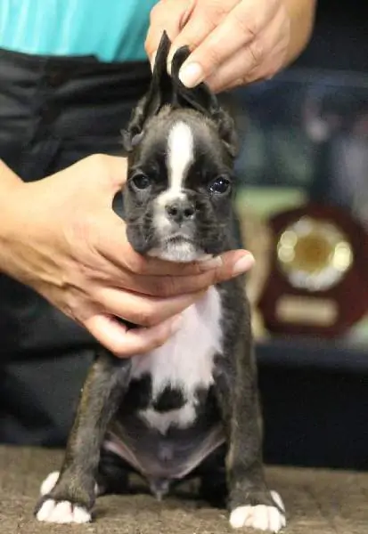 Boxer puppies for sale Kalispell, Montana