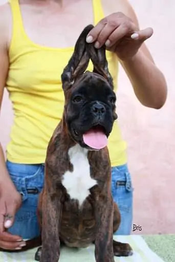 Boxer puppies for sale in Kalispell MT | Boxer puppy for sale near me