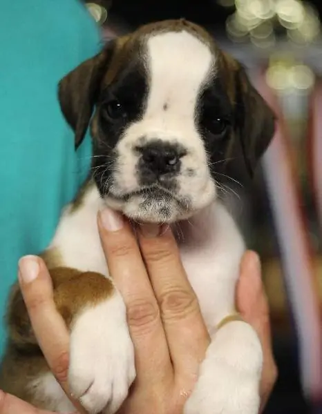 Boxer puppies for sale Kansas City, Missouri