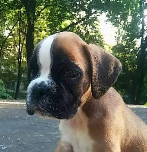 Boxer puppies for sale in Kansas City MO | Boxer puppy near me