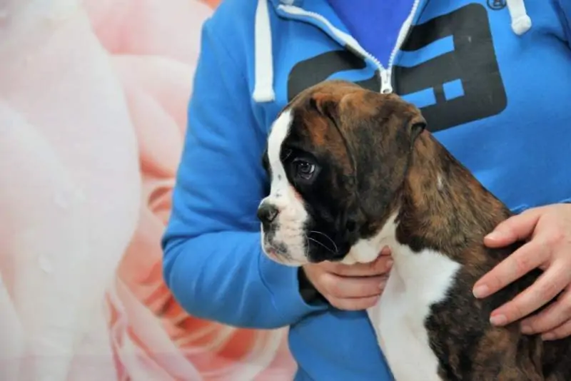Boxer puppies for sale in Knoxville TN | Boxer puppy for sale near me