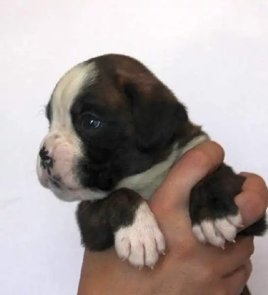 Boxer puppies for sale in La Crosse WI | Boxer puppy for sale near me
