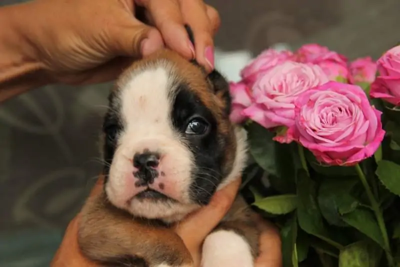 Boxer puppies for sale Lancaster, Pennsylvania