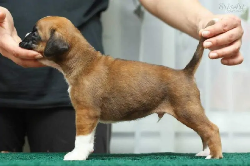 Boxer puppies sale Lansing MI | Nordom Kennel
