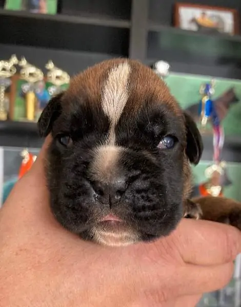 Boxer puppies sale Las Cruces NM | Nordom Kennel