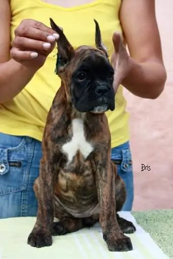 Boxer puppies for sale Lawrence, Kansas