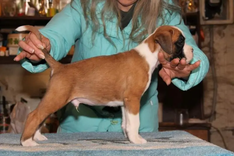 Boxer puppies sale Lawrence KS | Nordom Kennel