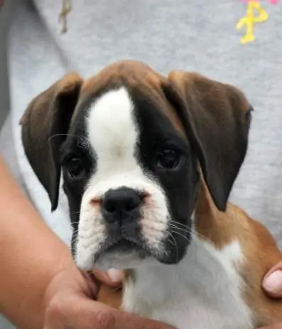 Boxer puppies sale Lawton OK | Nordom Kennel