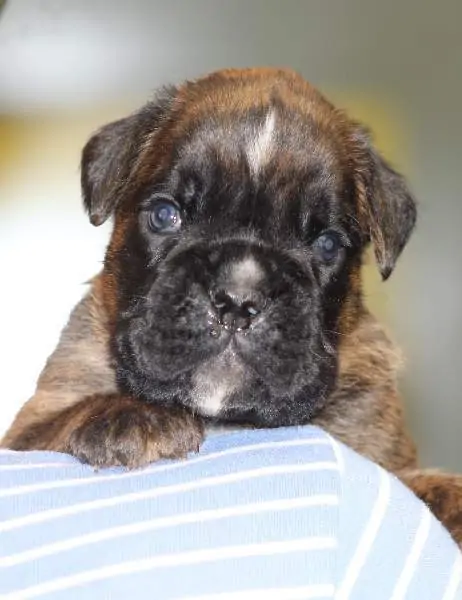 Boxer puppies sale Lexington KY | Nordom Kennel