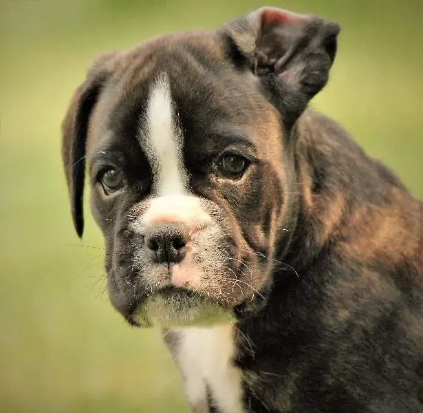 Boxer puppies for sale in Lima OH | Nordom Kennel