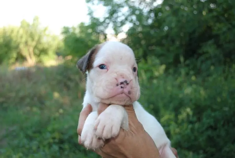 Boxer puppies sale Little Rock AR | Nordom Kennel