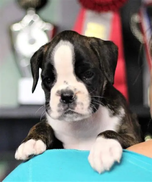 Boxer puppies sale Logan UT | Nordom Kennel