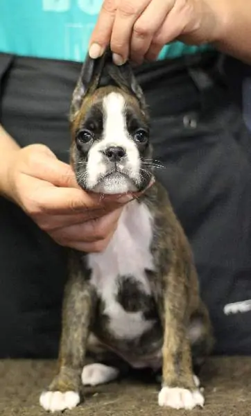 Boxer puppies sale Los Angeles CA | Nordom Kennel