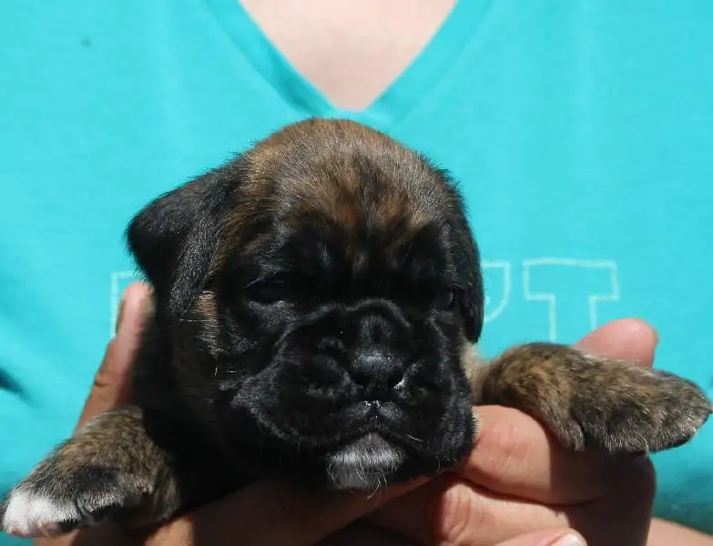 Boxer puppies sale Louisville KY | Nordom Kennel