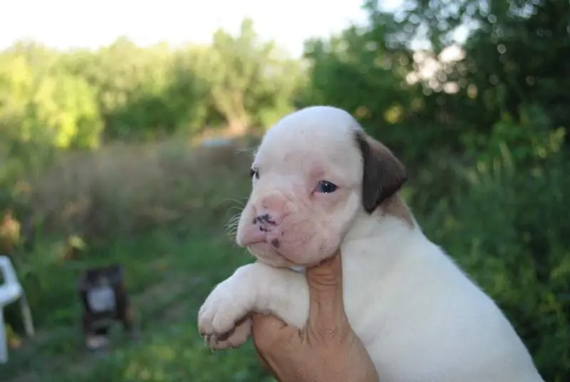 Boxer puppies sale Lubbock TX | Nordom Kennel