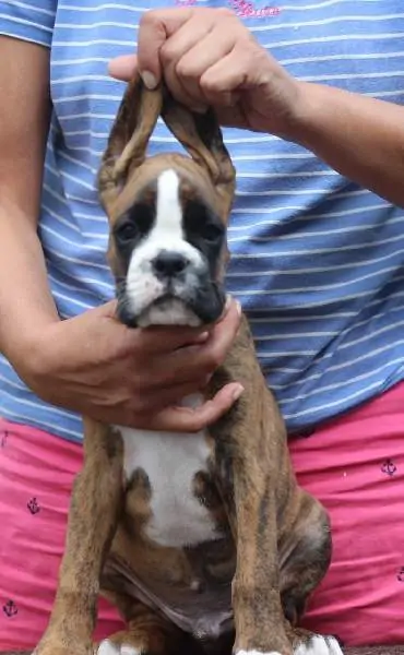 Boxer puppies sale Macon GA | Nordom Kennel