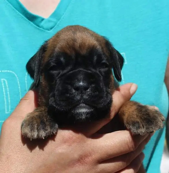 Boxer puppies sale Madison WI | Nordom Kennel