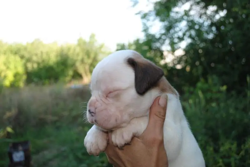 Boxer puppies sale Manhattan KS | Nordom Kennel